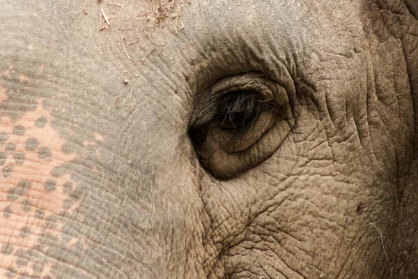 Elephants Animals Small Eyes Small Eyes Female Elephants Compared Size — Stock Photo, Image