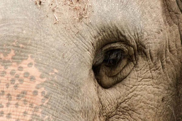Asiático Elefante Machos Hembras Burlan Entre Zoológico — Foto de Stock