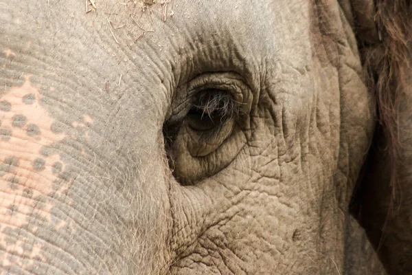 Elephants are animals with small eyes.Small eyes, female elephants compared to their size.
