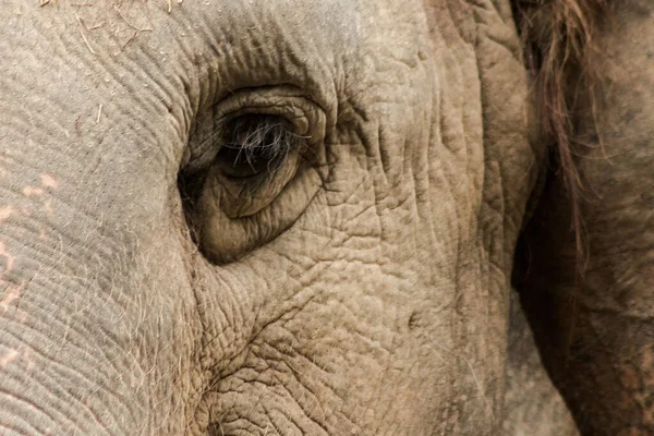 Elephants are animals with small eyes.Small eyes, female elephants compared to their size.