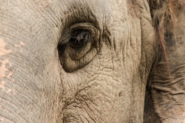 Los Elefantes Son Animales Con Ojos Pequeños Ojos Pequeños Elefantes — Foto de Stock