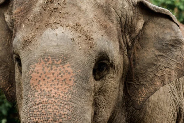 Los Elefantes Son Animales Con Ojos Pequeños Ojos Pequeños Elefantes — Foto de Stock