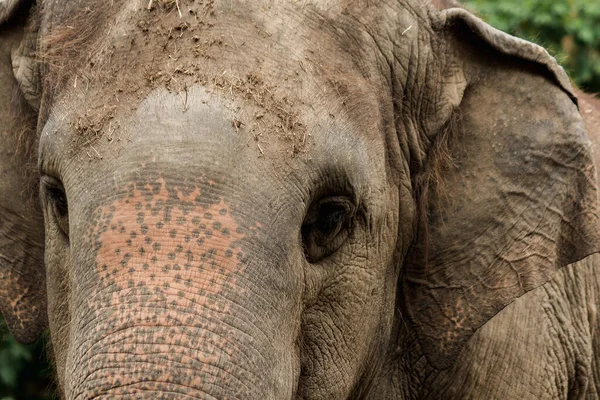 Los Elefantes Son Animales Con Ojos Pequeños Ojos Pequeños Elefantes — Foto de Stock