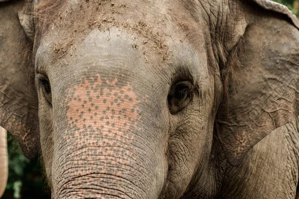 Los Elefantes Son Animales Con Ojos Pequeños Ojos Pequeños Elefantes — Foto de Stock