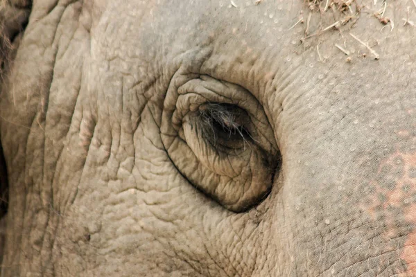 Los Elefantes Son Animales Con Ojos Pequeños Ojos Pequeños Elefantes — Foto de Stock