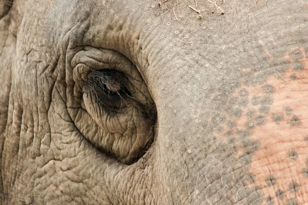 Los Elefantes Son Animales Con Ojos Pequeños Ojos Pequeños Elefantes — Foto de Stock