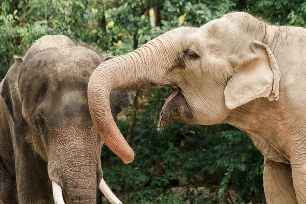 Asiático Elefante Machos Hembras Burlan Entre Zoológico — Foto de Stock