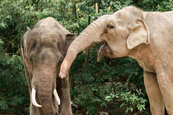 Asiático Elefante Machos Hembras Burlan Entre Zoológico — Foto de Stock