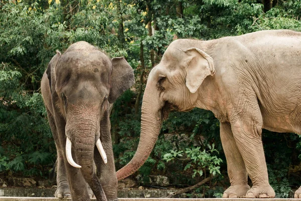 Самцы Самки Азиатских Слонов Дразнят Друг Друга Зоопарке — стоковое фото