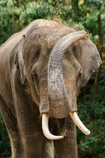Слоны Используют Свои Стволы Схватить Грязь Встряхнуть Кожу Тела — стоковое фото
