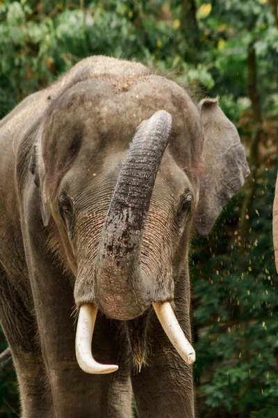 Los Elefantes Usan Sus Troncos Para Agarrar Suciedad Sacudirlos Sobre — Foto de Stock