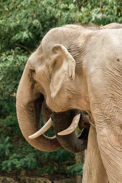 Elefante Asiático — Foto de Stock