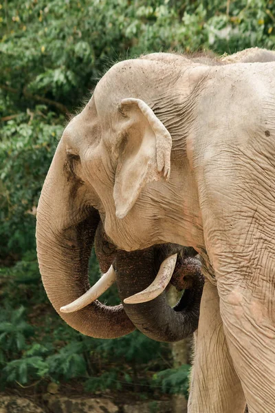 Elefante Asiático — Foto de Stock