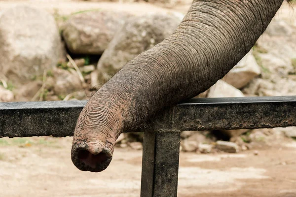 Elefánt Törzsét Arra Használják Hogy Dolgokat Tartsanak Szájában — Stock Fotó