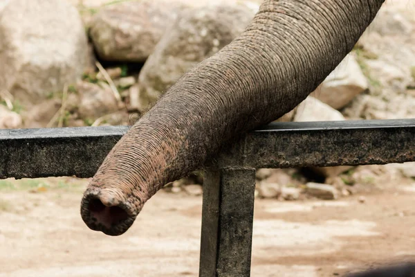 Elefánt Törzsét Arra Használják Hogy Dolgokat Tartsanak Szájában — Stock Fotó