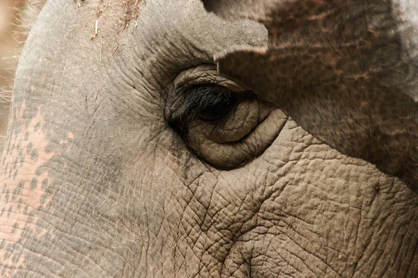 Los Elefantes Son Animales Que Tienen Ojos Pequeños Comparación Con — Foto de Stock