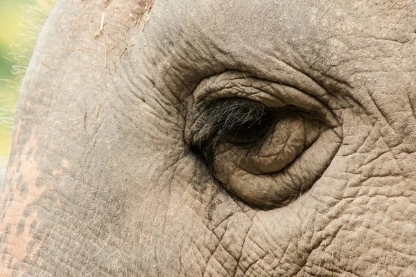 Elefanten Sind Tiere Die Vergleich Ihrer Größe Kleine Augen Haben — Stockfoto
