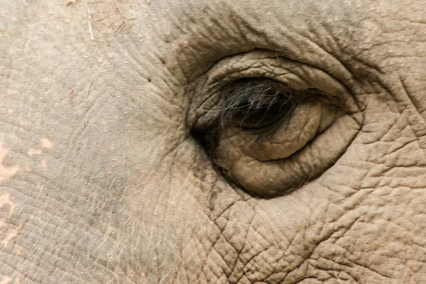 Elefanten Sind Tiere Die Vergleich Ihrer Größe Kleine Augen Haben — Stockfoto