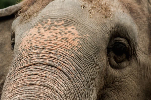 Los Elefantes Son Animales Que Tienen Ojos Pequeños Comparación Con — Foto de Stock