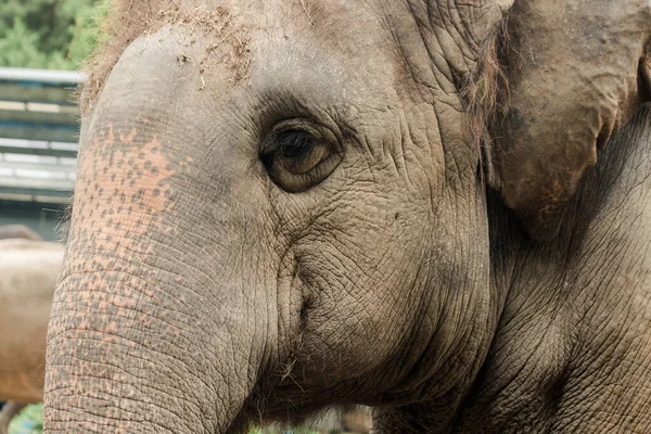 Los Elefantes Son Animales Que Tienen Ojos Pequeños Comparación Con — Foto de Stock