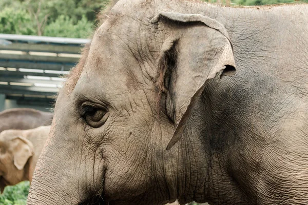 Asian Female Elephant Ears Zoo — Foto de Stock