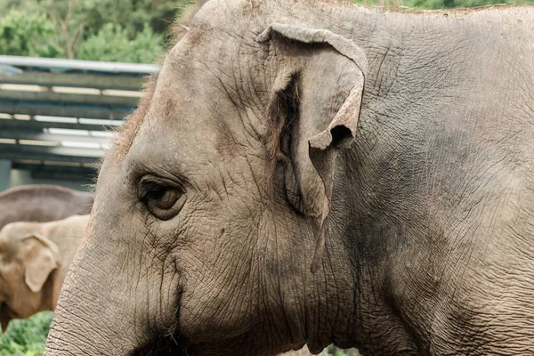 Asian Female Elephant Ears Zoo — Foto de Stock