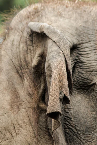 Asiática Hembra Elefante Orejas — Foto de Stock