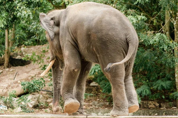 Masculino Elefantes Asiáticos Con Colmillos Espalda Están Encadenados Zoológico — Foto de Stock