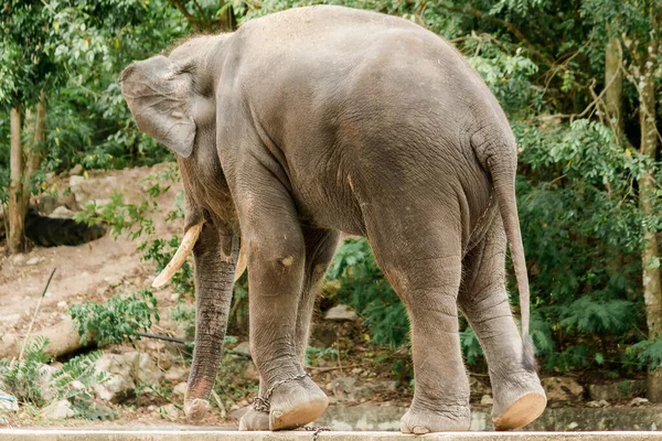 Masculino Elefantes Asiáticos Con Colmillos Espalda Están Encadenados Zoológico — Foto de Stock