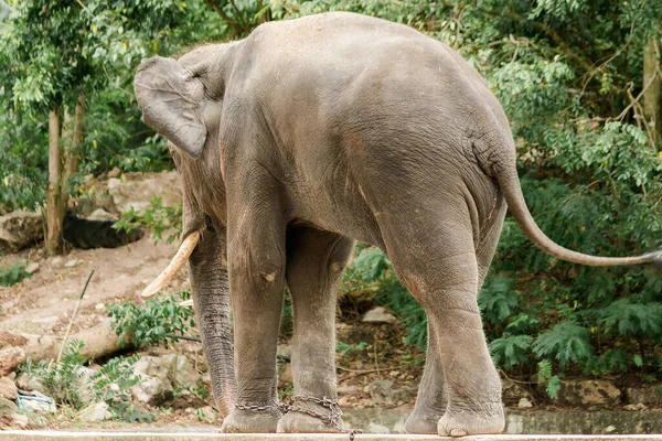 Masculino Elefantes Asiáticos Con Colmillos Espalda Están Encadenados Zoológico — Foto de Stock
