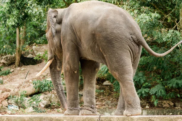 Een Mannelijke Aziatische Olifant Met Slagtanden Achteruit — Stockfoto