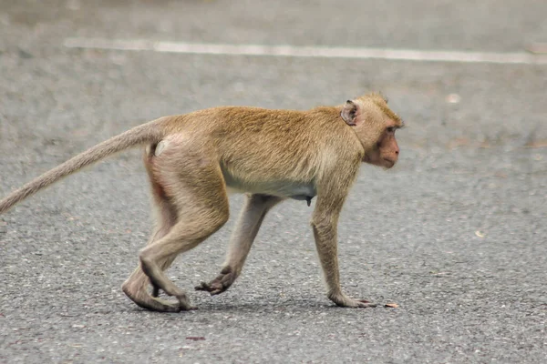 Eine Krabbenfresserin Läuft Die Straße Entlang — Stockfoto