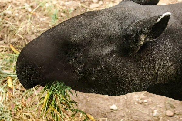 Malajziai Tapir Tapirus Indicus Füvet Eszik — Stock Fotó