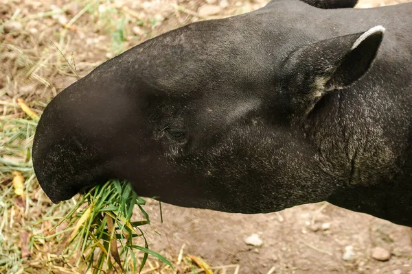 Malese Tapir Tapirus Indicus Sta Mangiando Erba — Foto Stock