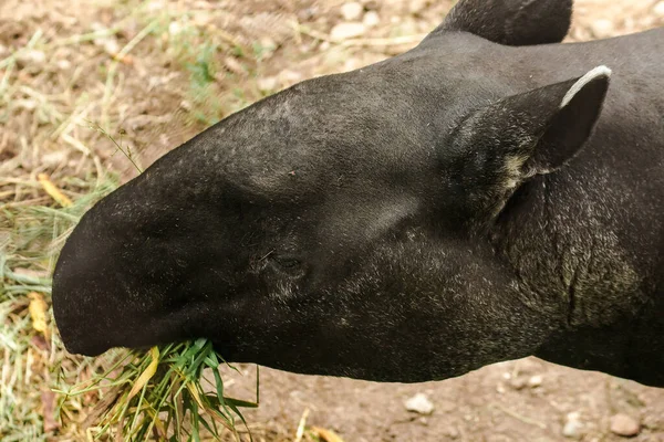 Малайский Тапир Tapirus Indicus Ест Траву — стоковое фото