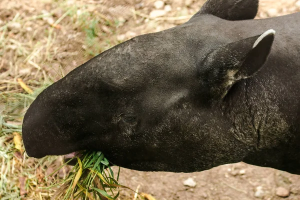 Malese Tapir Tapirus Indicus Sta Mangiando Erba — Foto Stock