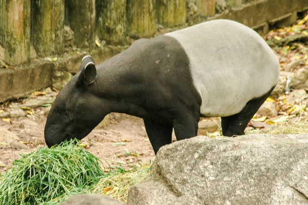 Malajziai Tapir Tapirus Indicus Füvet Eszik — Stock Fotó