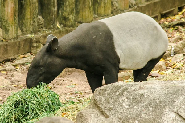 Малайский Тапир Tapirus Indicus Ест Траву — стоковое фото