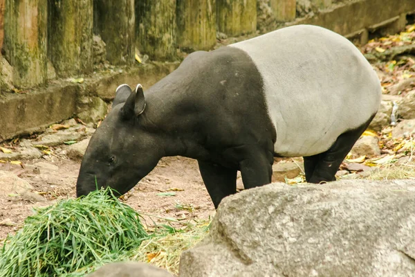 Малайский Тапир Tapirus Indicus Ест Траву — стоковое фото