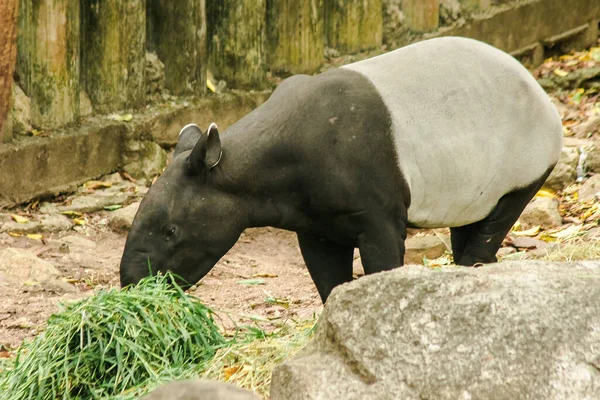 Malajziai Tapir Tapirus Indicus Füvet Eszik — Stock Fotó