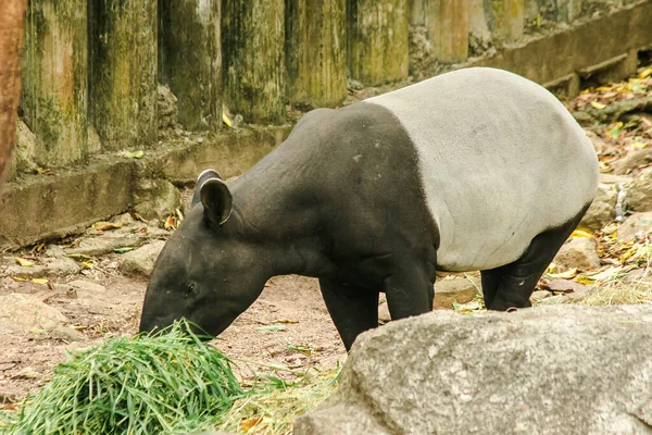 Tapir Malais Tapirus Indicus Mange Herbe — Photo