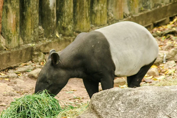 Malajziai Tapir Tapirus Indicus Füvet Eszik — Stock Fotó