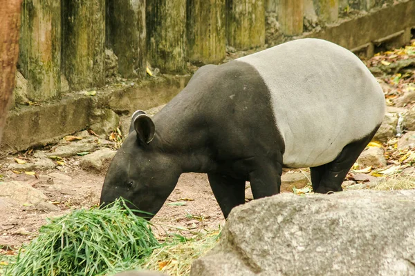 Malese Tapir Tapirus Indicus Sta Mangiando Erba — Foto Stock