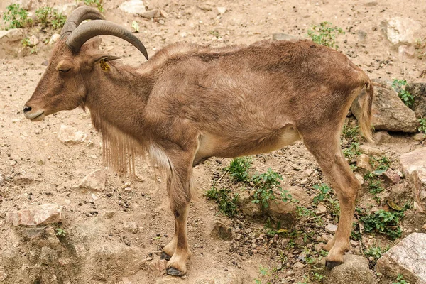 Barbarie Mouton Debout Sur Rocher — Photo