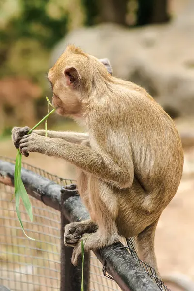 Crab Eating Macaque Sat Fence Eating Grass — Stock Photo, Image