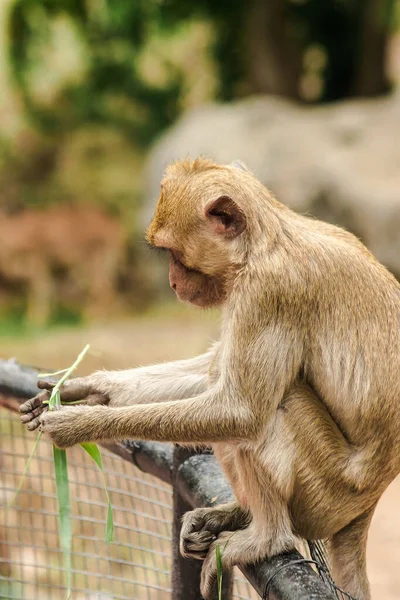 Macaque Comedor Caranguejo Sentou Cerca Comendo Grama — Fotografia de Stock