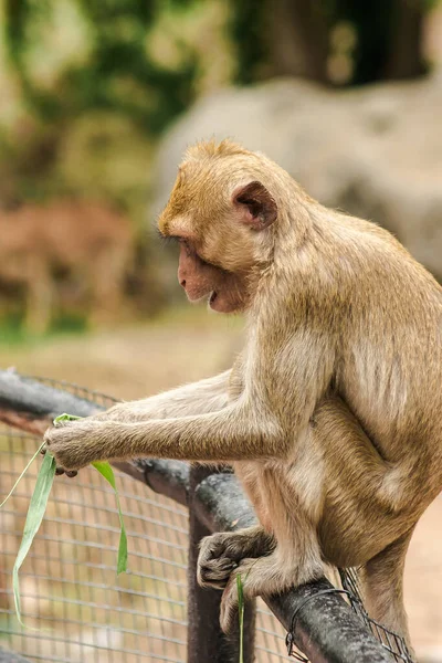 Yengeç Yiyen Macaque Çitin Üzerine Oturmuş Otları Yiyordu — Stok fotoğraf