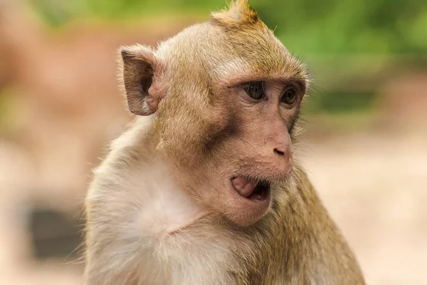 Macaco Mangia Granchi Alla Ricerca Qualcosa Interessante — Foto Stock