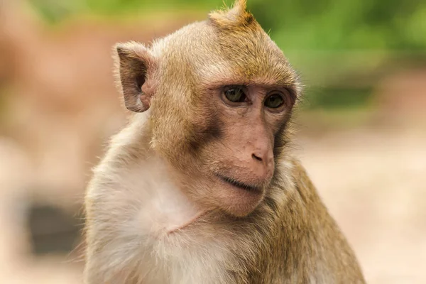 Yengeç yiyen Macaque, ilginç bir şey arıyor.