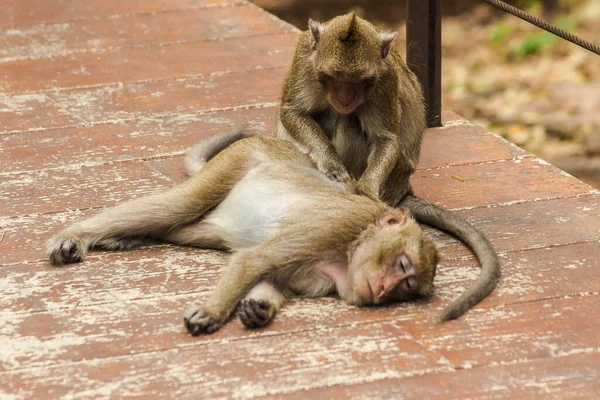 Macaco Comedor Caranguejo Está Limpando Cada Casaco — Fotografia de Stock